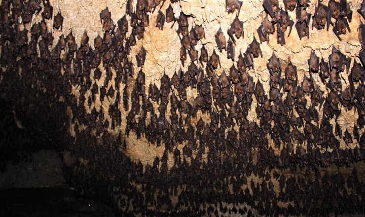 10 Best Places to Visit in Pokhara Bats Cave Pokhara